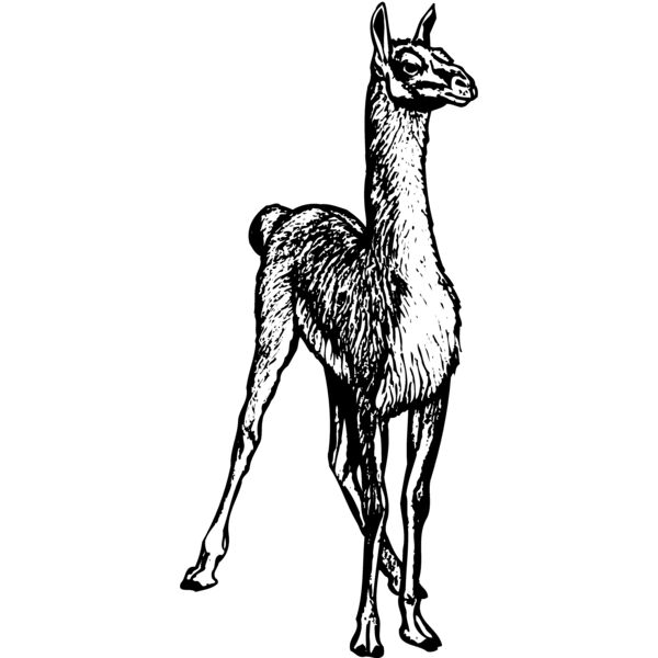 LLAMA001 Thumbnail